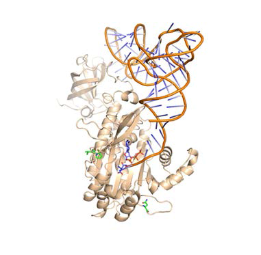 Protein data base를 이용한 prediected complex 구조