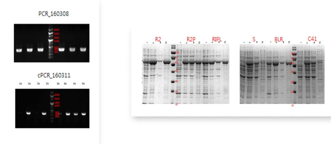 GATC Cloning(왼쪽) 과 수용성 실험(왼쪽)