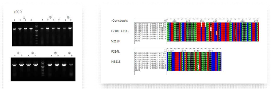 NRS2의 유전자 돌연변이 제작