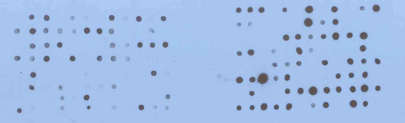 배양액 (왼쪽)과 PPE (오른쪽)의 dot blot assay