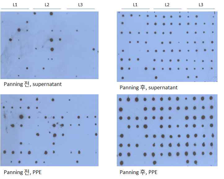 Lambda 경쇄의 CDR-L1, L2, L3에 대하여 각각 single CDR scFv library를 VH3-Vλ 포맷으로 제작한 후, protein A에 대하여 패닝하고 각 라이브러리로부터 30개의 클론을 패닝 전후로 무작위 선별 배양하여 항체를 발현함. 발현된 항체는 상층 배양액 및 페리플라즘 추출물 (PPE)를 사용하여 dot blot으로 검출하였으며, 항체를 발현하는 클론의 비율이 패닝 후 크게 향상되었음을 볼 수 있음