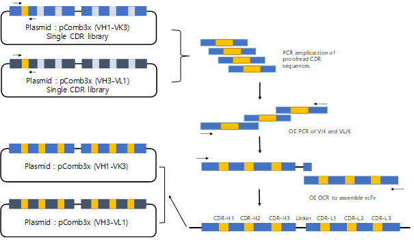 최종 라이브러리의 구축. Protein A/L 패닝 후 single CDR library로부터 CDR을 증폭하고, 이들을 overlap extension PCR로 조립하여 pComb3X 파지미드 벡터에 클로닝함