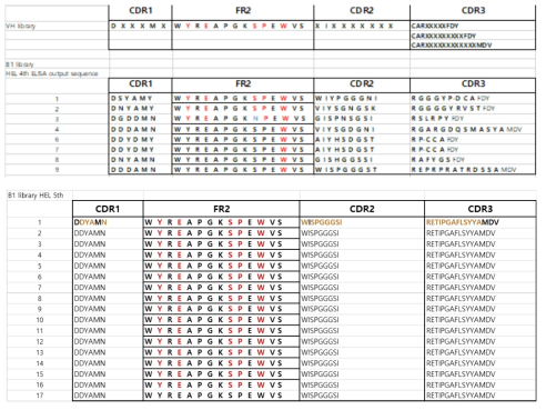 HEWL에 대한 VH 도메인항체 라이브러리 패닝 후 ELISA 양성 클론들의 서열분석 결과
