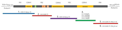 개선된 CDR 설계의 VH 도메인항체 라이브러리 구축 모식도. 동일한 Q39E 스캐폴드를 기반으로, CDR 1,2를 신규 3세대 scFv 라이브러리에서, CDR3를 신규합성을 통해 도입함