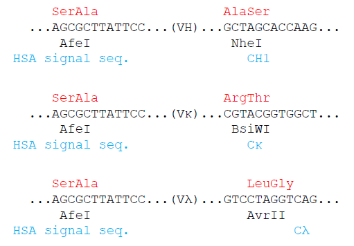 pcDNA3.3 기반 IgG 발현벡터인 pcIW3.3 벡터들의 가변부위 클로닝 방식. HSA signal sequence의 3‘ 말단 인근에 AfeI 서열이 있고, 중쇄 및 카파 경쇄는 불변부위 시작부 위에 각각 NheI 및 BsiWI 서열이 있으며 람다경쇄는 가변부위와 불변부위의 접합부에 AvrII 서열이 있음. 람다경쇄 가변부위의 3’ 말단은 거의 변하지 않는 서열이므로 일반적인 람다 경쇄의 클로닝에 AvrII 효소의 사용이 가능함