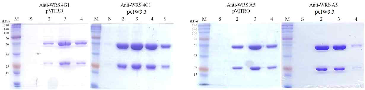 (위) Anti-WRS 항체들인 4G1 (왼쪽)과 A5 (오른쪽) IgG 항체의 pVITRO 및 pcIW3.3 벡터에서의 발현량 비교. A5 IgG-pVITRO의 경우 트랜스펙션 및 정제가 2회 시도되었음. (아래) 정제된 IgG 항체들의 SDS-PAGE 분석. 중쇄 (50 kDa)와 경쇄 (25 kDa)가 2-mercaptoethanol에 의한 환원조건 하에서 분리됨. 동일 부피 (5 μL)의 정제된 IgG를 로딩할 경우 pcIW3.3 으로부터 더 많은 양의 단백질이 관찰됨. M: 분자량 마커, S: 배양 상층액, 2-5: 크로마토그래피 분획 번호