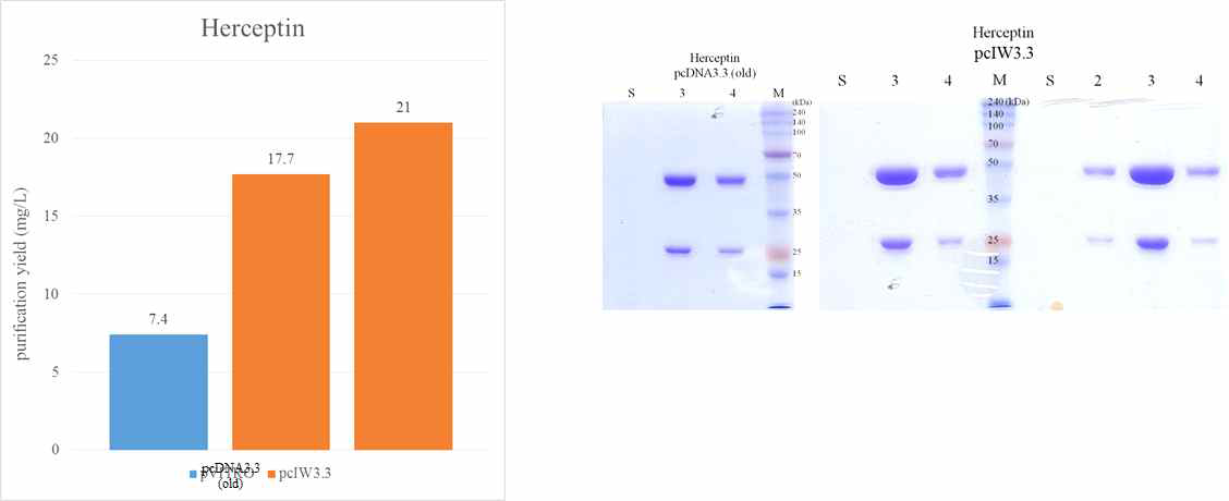 (왼쪽) pcDNA3.3 (파란색) 및 pcIW3.3 (주황색) 벡터에 클로닝된 Herceptin의 발현량. pcIW3.3 벡터로부터 약 2.6배 더 많은 항체가 정제되었으며 이를 통하여 인트론 및 WPRE가 포함된 벡터의 발현량 향상을 확인함. pcIW3.3을 이용한 실험은 2회 시도됨. (오른쪽) 정제된 IgG 항체들의 SDS-PAGE 분석. 중쇄 (50 kDa)와 경쇄 (25 kDa)가 2-mercaptoethanol에 의한 환원조건 하에서 분리됨. 동일 부피 (5 μL)의 정제된 IgG를 로딩할 경우 pcIW3.3 으로부터 더 많은 양의 단백질이 관찰됨. M: 분자량 마커, S: 배양 상층액, 2-4: 크로마토그래피 분획 번호