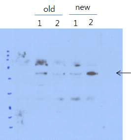 WRS-WHEP에 대한 scFv 항체들의 면역침강법 실험결과. Old-1,2는 OPAL 라이브러리로부터 얻은 두 클론이고 New-1,2는 OPAL-S 라이브러리로부터 얻은 한 클론을 반복실험한 결과임. ~53 kDa에 해당하는 밴드가 확인됨 (화살표)