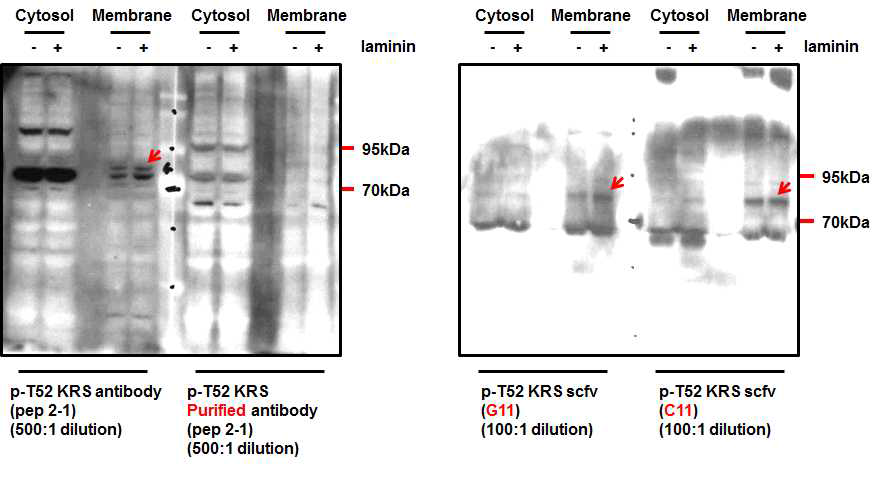 (좌) KRS-pT52 펩타이드에 대한 토끼 폴리클로날 항체를 이용한 Western blot, (우) OPAL 라이브러리에서 도출한 두 scFv 클론의 Western blot. Membrane fraction에서 KRS에 해당하는 위치에 항체가 확인되었으며 특이성에 있어 토끼 폴리클로날 항체보다 우수한 것으로 판단됨