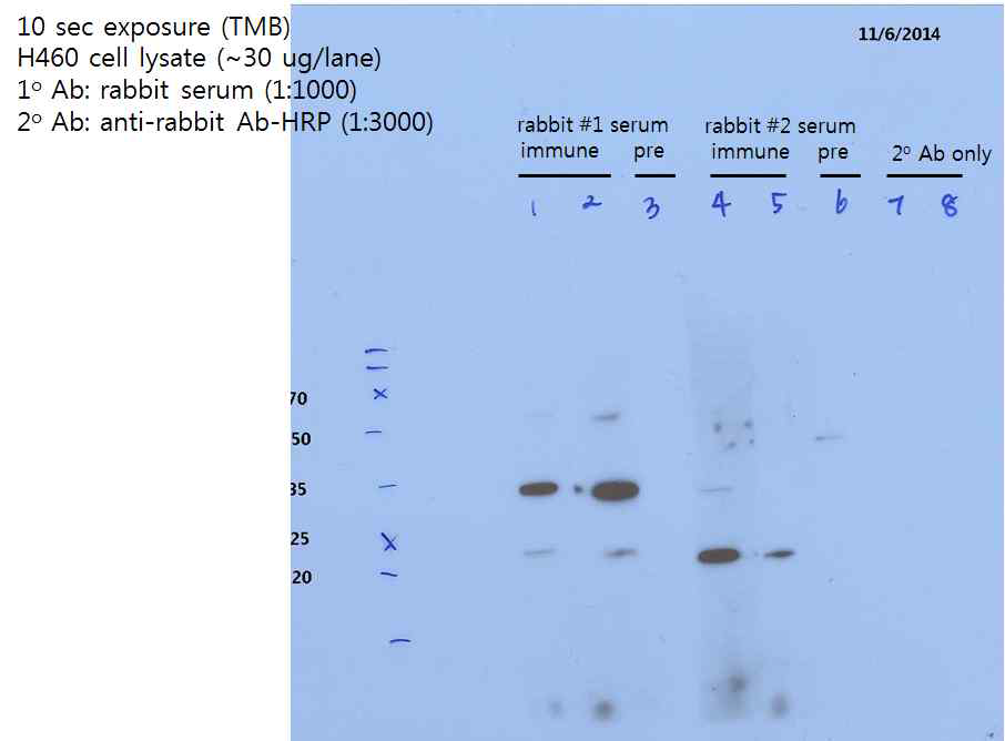 Rabbit #1 과 #2의 1st bleed serum을 이용한 H460 cell lysate의 Western blot