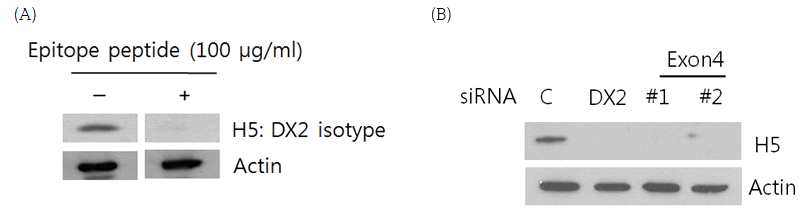 H5 IgG 항체의 AIMP2-DX2 특이적 결합의 검증. (A) AIMP2-DX2에 대한 H5의 결합은 epitope peptide를 첨가하여 경쟁적으로 저해할 수 있음. (B) siRNA를 이용하여 AIMP2-DX2 혹은 AIMP2-DX2/AIMP2-full length를 knock down 하는 경우 H5에 의해 25 kDa의 밴드가 검출되지 않음 (서울대 약학대학에서 수행)