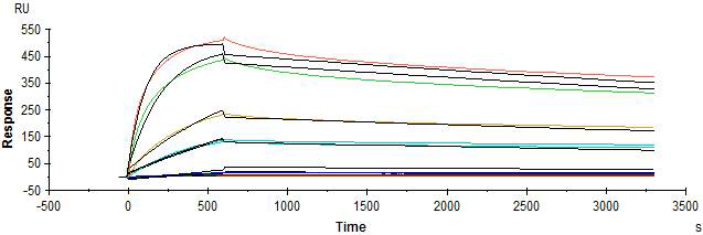 H5 IgG 항체의 SPR 결과. AIMP2-DX2 단백질을 고정하고 3.9~1,000 nM 농도의 H5 IgG 항체를 flow cell에 흘려주어 SPR 신호의 변화를 측정함. ka = 9.08E+3/Ms, kd = 9.69E-5/S, Kd = 10.7 nM (서울대학교 약학대학에서 수행)