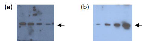 (a) hzH5-scFv를 사용한 H460 cell lysate Western blot. 왼쪽부터 37.5, 22.5, 15, 7.5 μg/lane의 lysate가 로딩됨. (b) hzH5-IgG를 사용한 H460 cell lysate Western blot. 왼쪽부터 3, 9, 15, 30 μg/lane의 lysate가 로딩됨