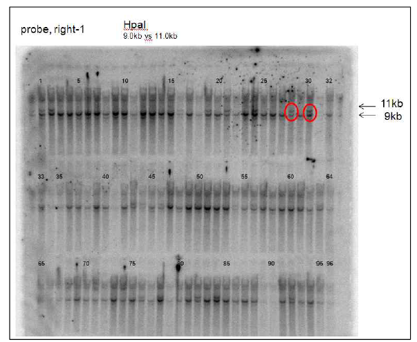 AIMP3 cKO ES cell 확보를 위한 Southern blot analysis. ES cell에서 뽑은 genomic DNA를 HpaI restriction enzyme을 자른 후, 그림1의 오른쪽 probe을 이용하여 Southern blot을 수행함. Wild-type은 9kb에 해당하는 DNA 조각이 나타나는 반면, 돌연변이는 11kb에 해당하는 DNA 조각이 확인됨