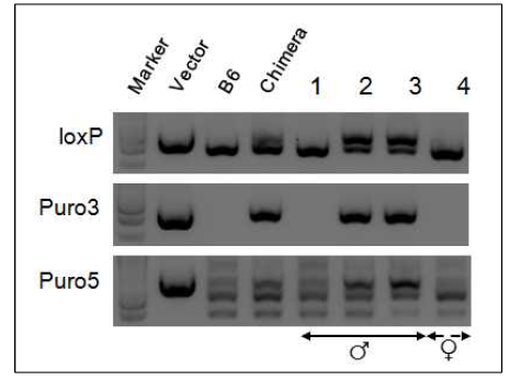 AIMP3(puro/+) germline transmission 확인. 2,3번 마우스의 유전형이 AIMP3(puro/+)임을 확인할 수 있음. 1번과 4번 마우스는 wild-type 마우스임