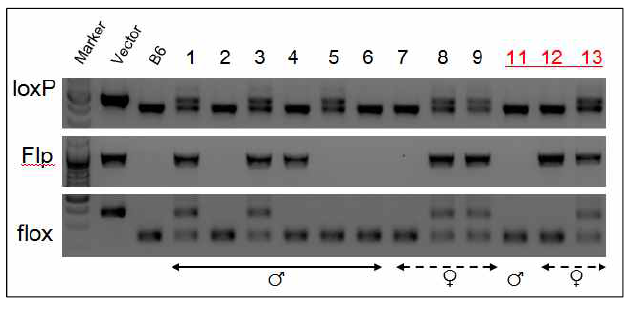 Puromycin cassette 제거를 위한 Flp trangenic 마우스 교배. 1, 3, 8, 9, 13번 마우스에서 FRT-flp recombination이 일부 일어나 flox locus가 확인됨