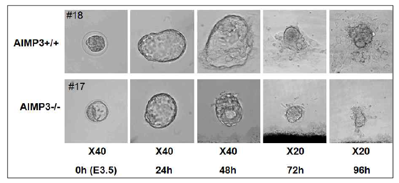 E3.5시점에서 Embryo를 취해 Out-growth 실험을 하였음. AIMP3-/- Embryo는 AIMP3+/+ Embryo에 비해 Inner cell mass 의 덩어리가 작으며 Trophoblast cell 이 현저히 적은 현상을 관찰됨