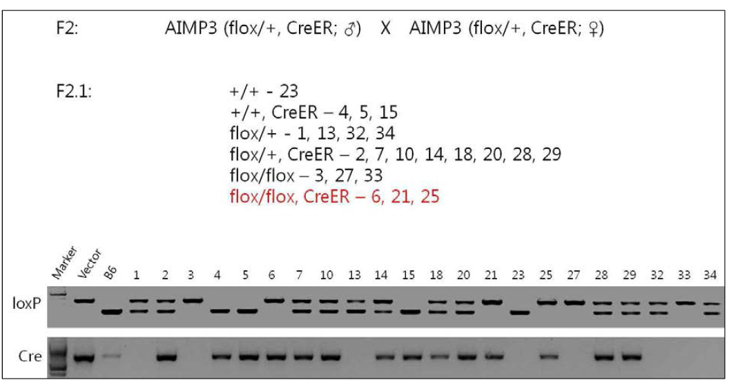 AIMP3(flox/+), CreER 마우스의 교배를 통해 E3.5시점의 blastocyst로부터 배아줄기세포를 분리. genotype 확인 결과, #6, #21, #25번 clone이 AIMP3(flox/flox), CreER 배아줄기세포주로 확인됨