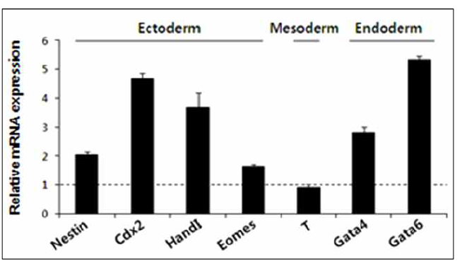 tamoxifen 처리에 의해 AIMP3의 소실을 유도한 경우, ectoderm, endoderm 분화 관련 인자들의 발현이 크게 증가함이 qRT-PCR을 통해 확인되었음