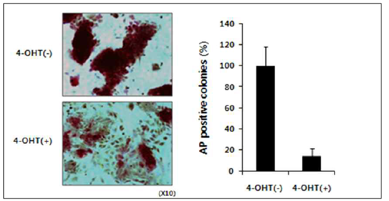Alkaline phosphatase 염색을 통해 stem cell population을 확인한 결과, AIMP3가 소실된 경우 stem cell population이 정상적으로 유지되지 못하고 분화가 유도되는 것으로 나타남