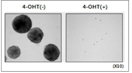 Embryoid body formation 관찰을 통해 배발생 유무를 확인한 결과, AIMP3가 소실된 경우에는 정상적인 배발생이 유도되지 않음이 확인됨. 위의 결과들을 통해, AIMP3 소실에 의해 배아줄기세포의 pluripotency가 억제되고 분화가 유도됨을 알 수 있음