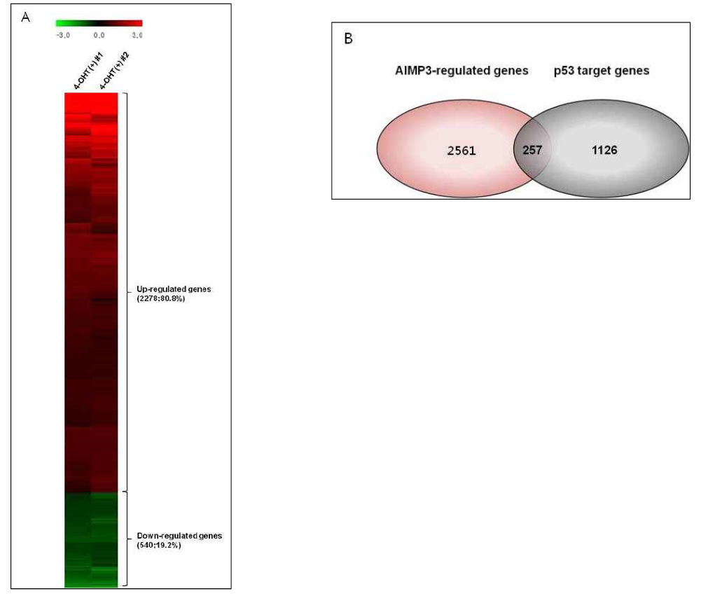 배아줄기세포에서 AIMP3에 의한 pluripotency 조절 기전을 연구하기 위해 microarray를 수행함. A. AIMP3 소실에 의해 발현양이 1.5배 이상 변화된 유전자들은 2818개로 나타났으며, 이중에서 80.8%의 유전자들의 발현이 증가했고 19.2%의 유전자들의 발현이 감소한 것으로 확인됨. B. 1.5배 이상 발현양이 변화된 유전자들 중 약 10%에 해당하는 유전자들은 p53에 의해 발현이 조절되는 유전자들로 확인되었음