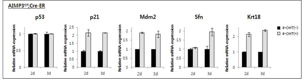 qRT-PCR을 통해 배아줄기세포주에서 AIMP3 소실에 의해 대표적인 p53 target인 p21, Mdm2, Sfn, Krt18 의 mRNA 발현이 약 2배 증가함을 확인함