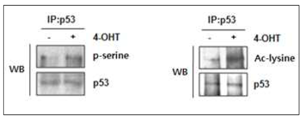 배아줄기세포주에서 AIMP3 소실에 의해 p53의 phosphorylation과 aceylation이 증가함을 immunoprecipitation을 통해 확인함