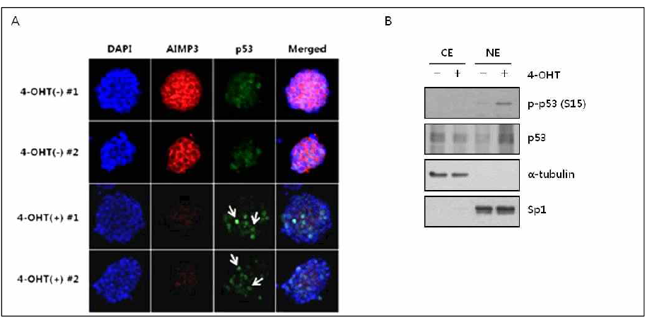 배아줄기세포주에서 AIMP3 소실에 의해 p53의 핵이동이 증가함을 형광염색(A)과 세포질과 핵 분리를 통한 Western blot(B)으로 확인하였음