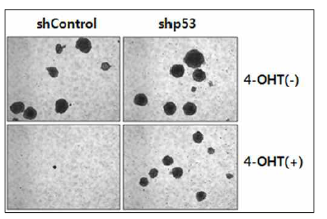 Embryoid body formation 역시, p53의 발현이 저해된 경우에는 tamoxifen 처리를 통해 AIMP3의 소실을 유도하더라도 정상적으로 embryoid body formation이 일어나는 것으로 확인됨