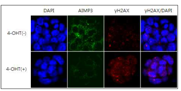 AIMP3(flox/flox), CreER 배아줄기세포주에서 tamoxifen 처리에 의해 AIMP3가 소실되면 DNA damage marker인 γH2AX foci의 형성이 크게 증가되었음