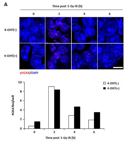 AIMP3 결손은 DNA damage repair 결함을 유발함. 정상 세포에 5G r-irradiation을 주면, DNA damage foci가 관찰됨. 이후 DNA repair이 정상적으로 일어나면, 위에서 보는 바와 같이 r-H2AX foci가 점점 줄어듬. Tamoxifen 처리 후, 2시간이 지나고 5G r-irradiation을 준 경우, r-H2AX foci 감소폭이 줄어듬이 관찰됨. 결과적으로 AIMP3 결손에 의해 DNA dmamge foci repair가 효과적으로 일어나지 않음을 의미함