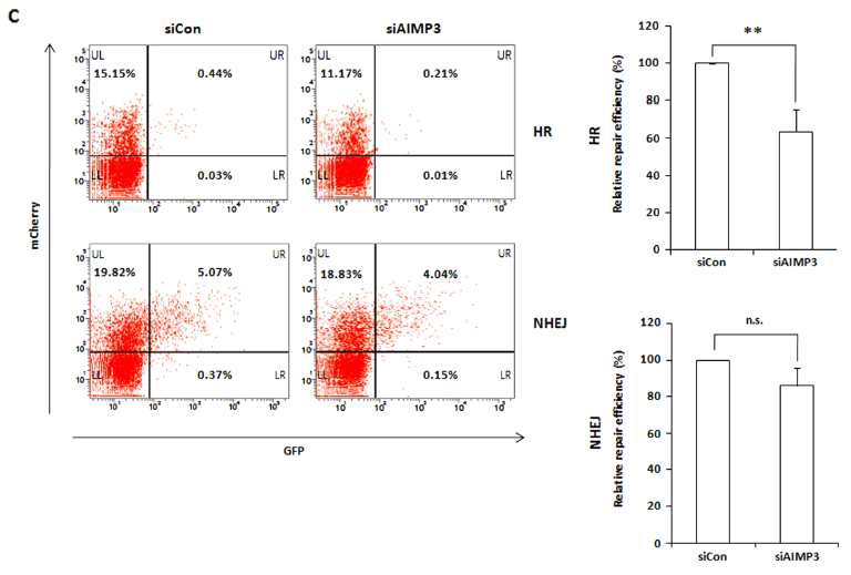 AIMP3가 결손된 세포에서는 DNA damage repair가 비효율적으로 일어나고 결과적으로 DNA damage가 축척됨. DR-GFP, Ej5-GFP, mCherry plasmid를 이용하여 homologous recombination efficiency, NHEJ efficiency를 측정함. AIMP3가 결손된 세포에서 homologous recombination 효율이 정상세포에 비해 떨어짐이 관찰됨. NHEJ efficiency는 정상세포와 AIMP3 결손 세포에서 큰 차이를 보이지 않음