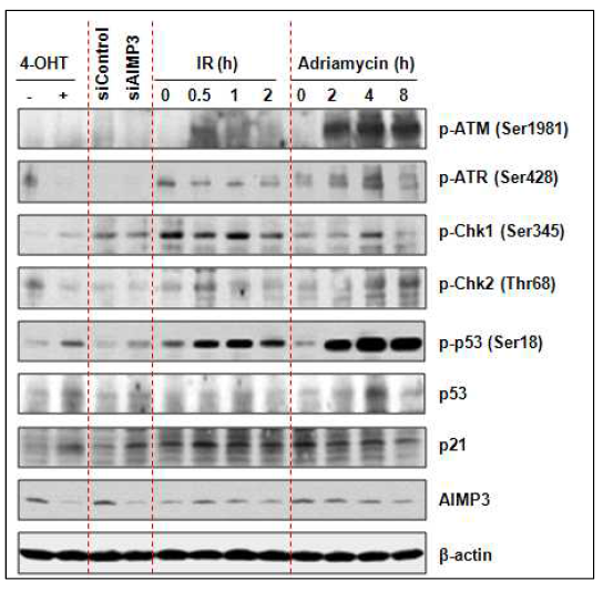 DNA double strand break를 유도하는 ionizing radiation 또는 adriamycin을 처리하여배아줄기세포에 DNA damage를 유도했을 때에는 homologous repair를 주관하는 ATM, ATR, Chk1, Chk2가 활성화됨. 그러나, AIMP3 소실을 유도했을 때에는 homologous repair 관련 인자들의 활성화가 관찰되지 않았음