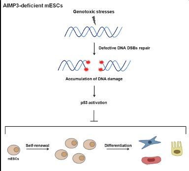 마우스 배아줄기세포에서 AIMP3는 genome stability 유지와 stemness 유지에 필수적임