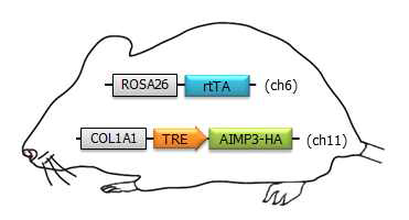 TRE-AIMP3 마우스의 모식도. Doxycycline 또는 tetracycline을 마우스에 주입하면, AIMP3 발현을 유도할 수 있음