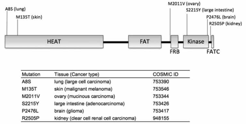 암에서 발견된 mTOR mutation (Oncogene (2010) 29, 2746-2752)