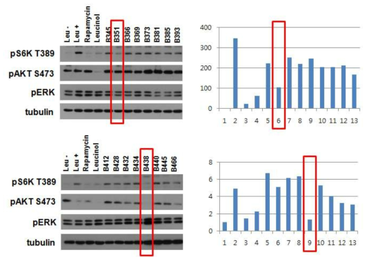 2차 leucine 유도체 mTOR 저해 효과