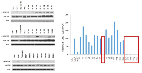 BC-LI-0090 유도체의 mTOR 활성 저해 효과
