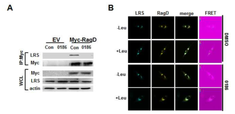 BC-LI-0186의 LRS-RagD 결합 억제 효과