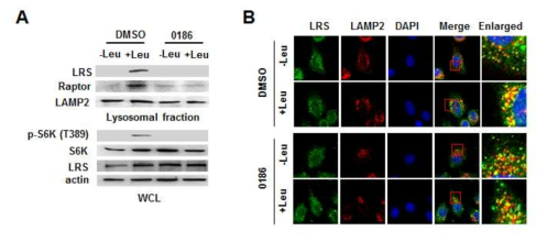 BC-LI-0186의 LRS, raptor lysosome translocation 억제 효과