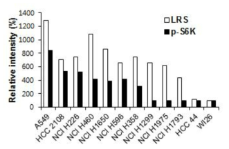 11종 폐암 세포주에서 LRS 발현과 약물 반응의 상관관계