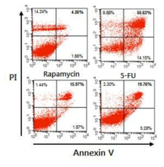 BC-LI-0186 화합물의 SW620 세포 사멸 유도 효과