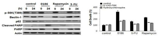 BC-LI-0186에 의한 caspase-, autophagy-dependent cell death 효과