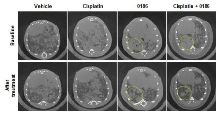 폐암동물 모델에서 BC-LI-0186의 항암효능 CT 분석 결과