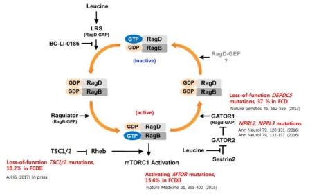 LRS에 의한 Rag GTPase 조절 모델 및 Rag GTPase-mTORC1 pathway 관련 Epilepsy-related mutation