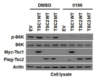 BC-LI-0186에 의한 TSC2 mutation 효과 상쇄