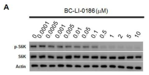 Epilepsy-related mTORC1 mutation에 대한 BC-LI-0186의 IC50