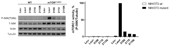 mTOR inhibitory activity of BC-LI-2110K