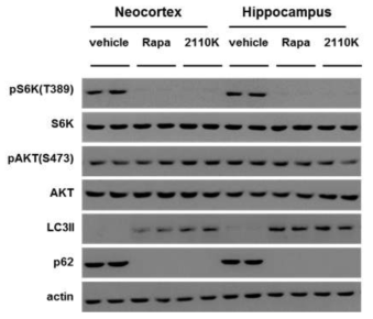 neocortex와 hippocampus에서의 mTOR 억제능 평가